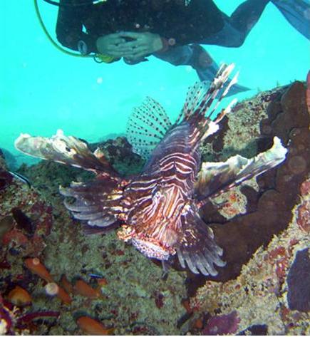 Album 1 « Gallery 3 « Photos Gallery | Nusa Penida Ring Sameton Resort ...